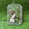 Natural Dried Flower Box - "Green Gypsy" Theme (Box of 1)